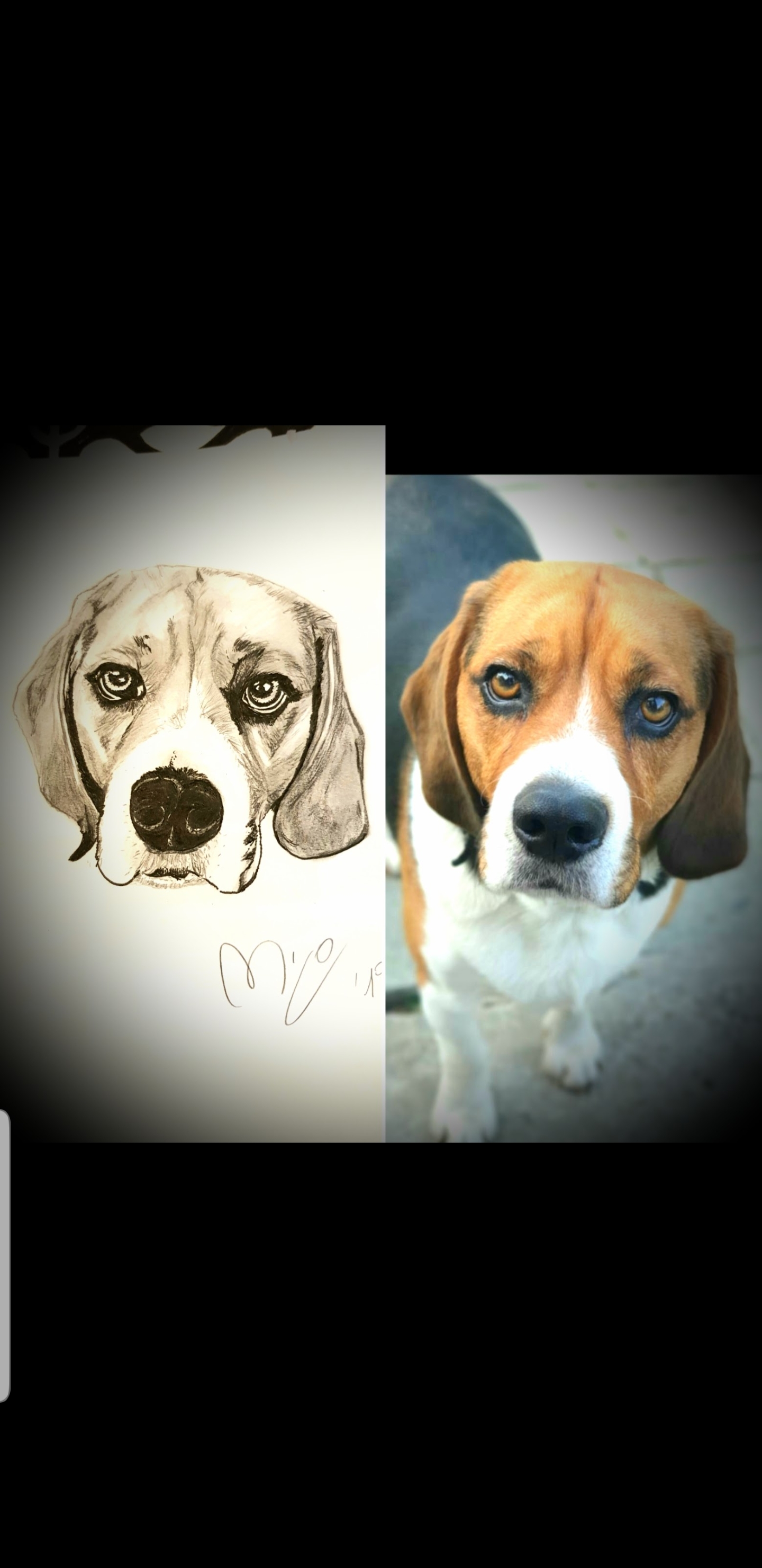 beagle